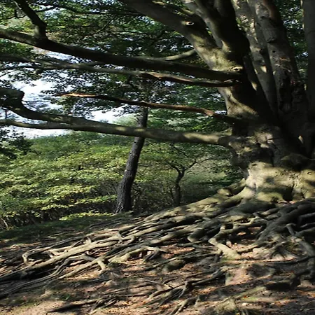 Comfort With Sauna, Cleaning Included